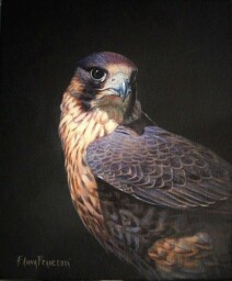 Hi no (Falco peregrinus ♂)